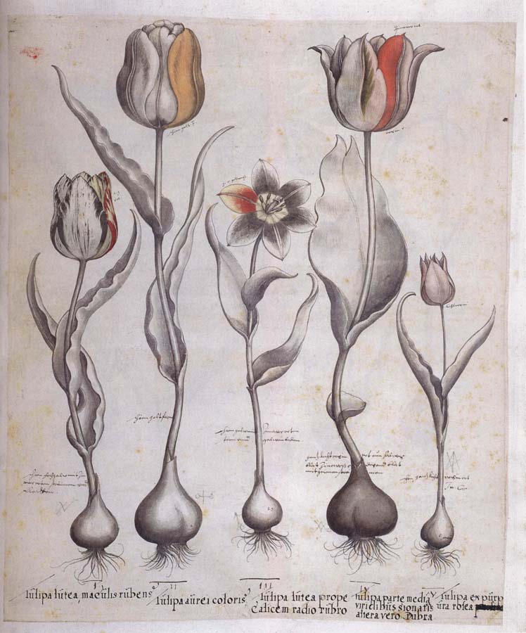 Basilius Besler Drawing for the Hortus Eystettensis